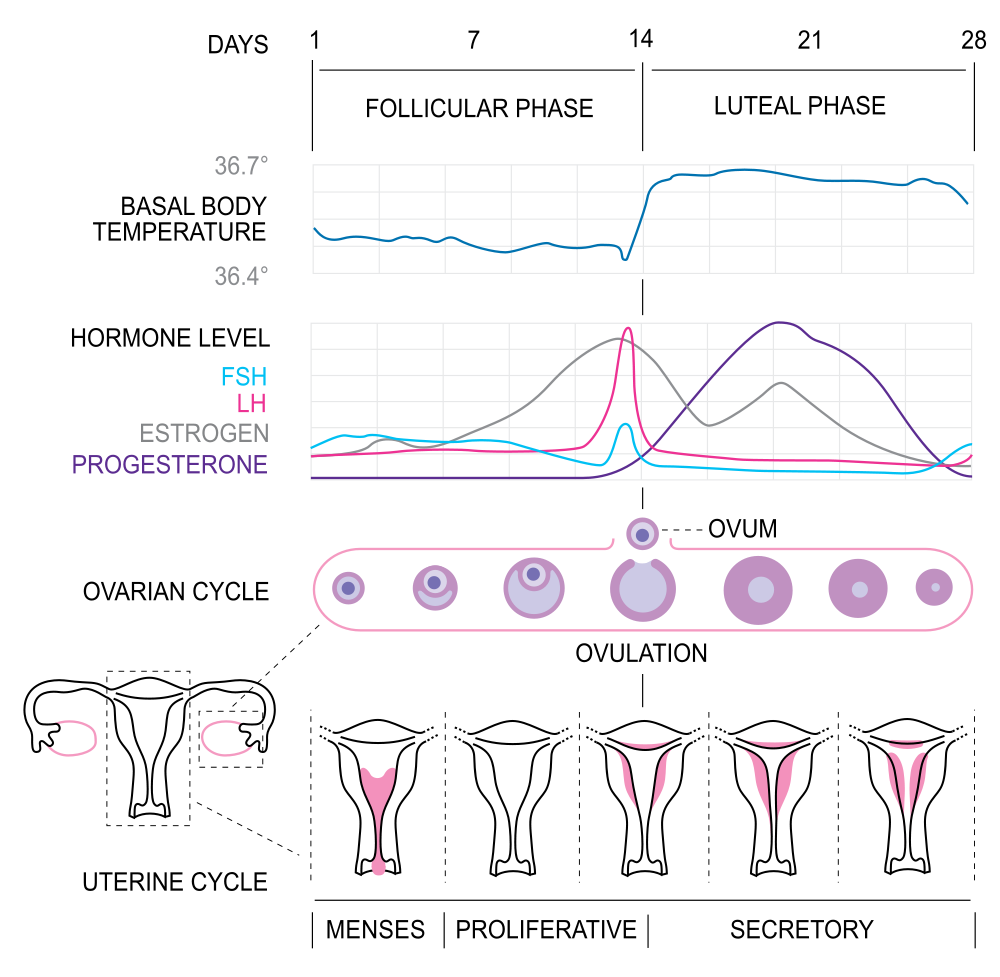 Menstrualni ciklus