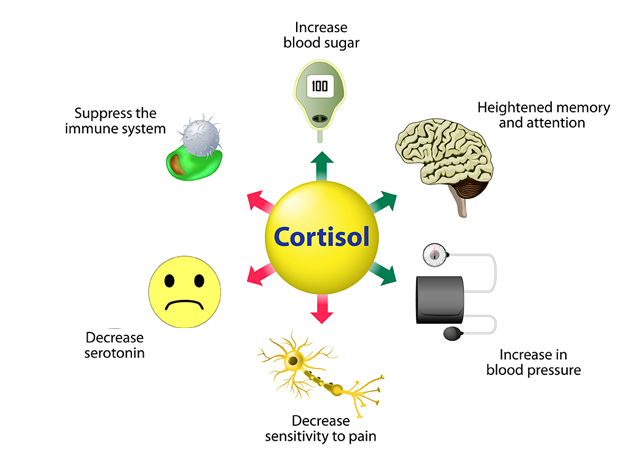 Kortizol