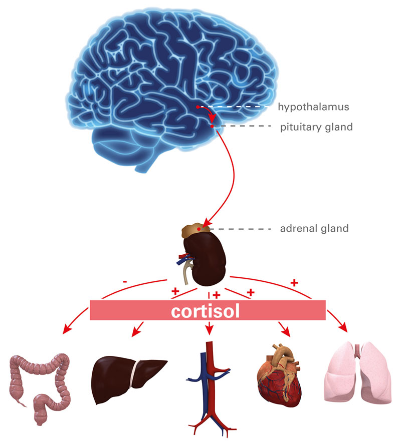 Kortizol i povezanost s organima