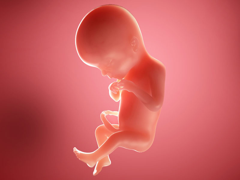 Trudnoće 18 tjedan blog.vatikabusinesscentre.com trudnoće