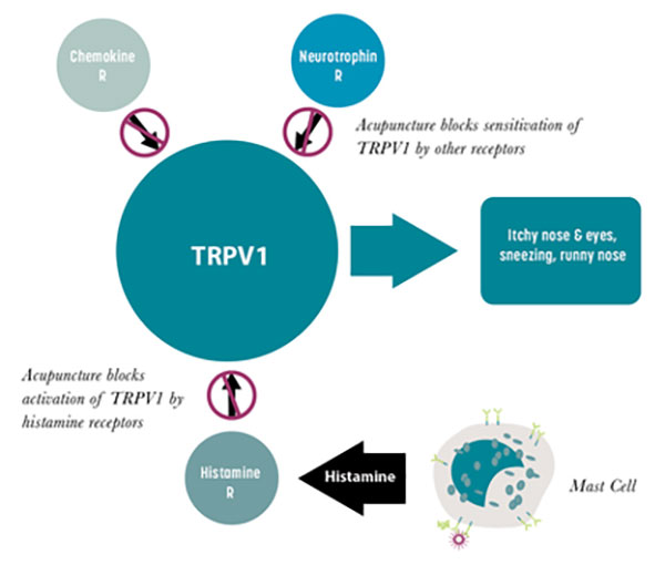 Mehanizam djelovanja akupunkture na TRPV1 receptore